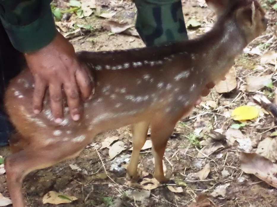 Filhote de cervo foi encontrado acuado por cães no galinheiro da fazenda Foto: Divulgação/PMA