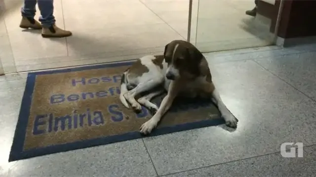 Cachorro ficou na porta do hospital por oito dias (Foto: Reprodução/ Greice Batista da Silva)