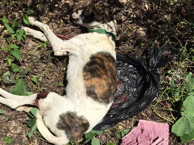 Cachorro teria sido morto a pauladas e facadas (Foto: GDAPI/Divulgação)
