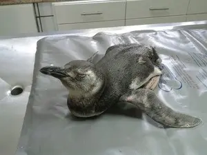 Pinguim-de-magalhães foi encontrado abaixo do peso (Foto: Arquivo Pessoal/Antonio Carlos Duarte)