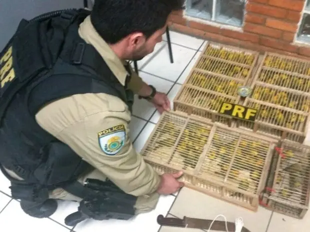 Foto: Divulgação / Polícia Rodoviária Federal 