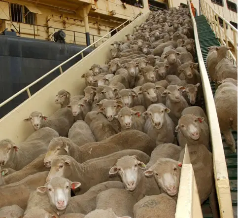 Ovelhas amontoadas sendo retiradas de um navio de exportação