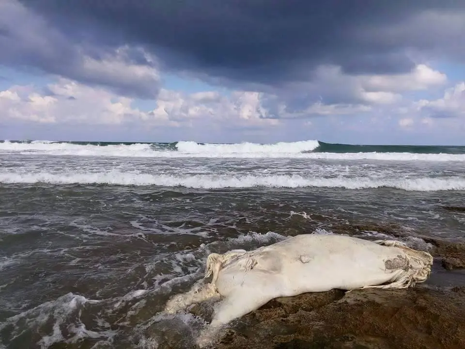 Animais que morrem durante a viagem são jogados no meio do oceano