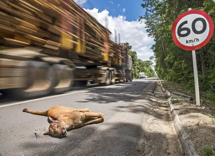 O número de mortes de animais silvestres nas estradas aumenta no inverno