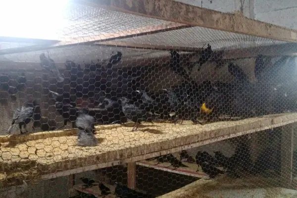 Os 274 pássaros pretos foram encontradas em um cômodo afastado da casa (Foto: PM/ Divulgação)