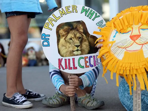 Piper Hoppe, de 10 anos, mostra uma placa com a foto do leão Cecil, símbolo do Zimbábue, durante protesto em Bloomington, Minnesota (EUA). O ato foi contra a morte do felino, caçado por um dentista da cidade de Bloomington que pagou US$ 50 mil pelo safari (Foto: Eric Miller/Reuters)