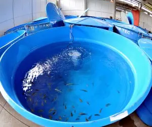 Milhares de peixes estavam em quarentena em tanques improvisados na sede da PMA  (Foto: Arquivo/ValdenirRezende/CorreiodoEstado)