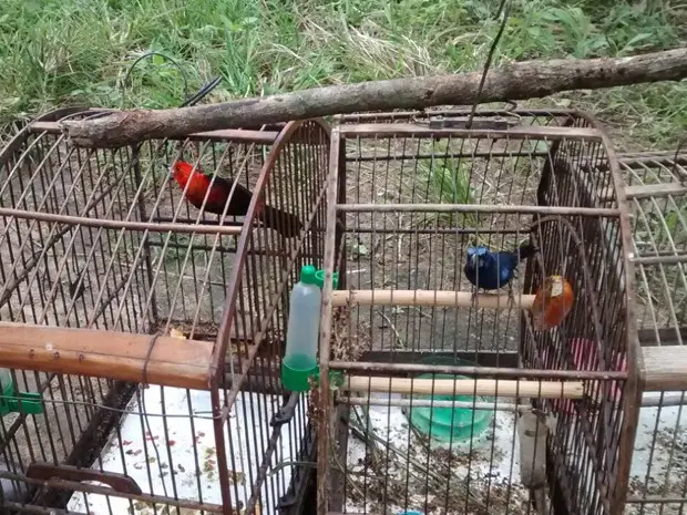 Pássaros apreendidos em casas em Bangu (Foto: Divulgação/Guarda Municipal)