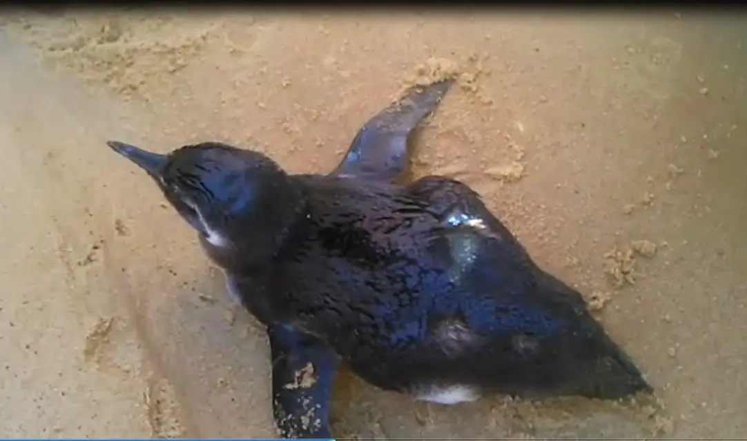 O pinguim foi achado na Praia da Costa nesta terlça-feira (28) Foto: Divulgação