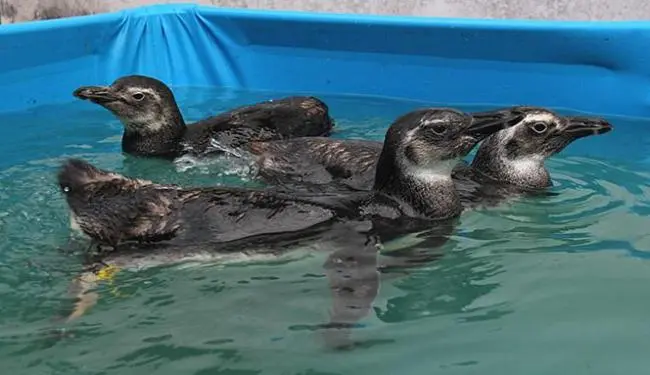 Animais são postos em piscina após se alimentar