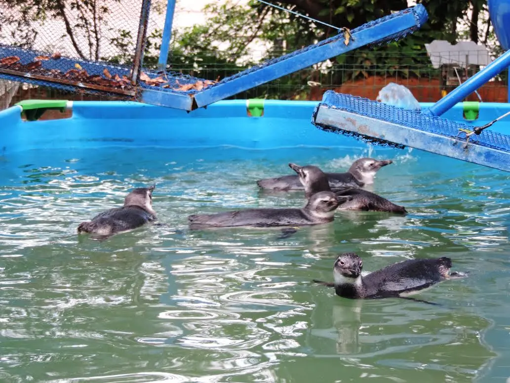 Atualmente, mais de 7 pinguins se reabilitam no CRAM Foto: ​Divulgação/Governo do Estaado