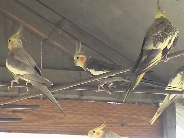 Pássaros que sobreviveram serão retirados pela polícia (Foto: Reprodução / TV TEM)