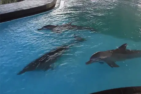 Golfinhos são presos em piscina para diversão de humanos Reprodução