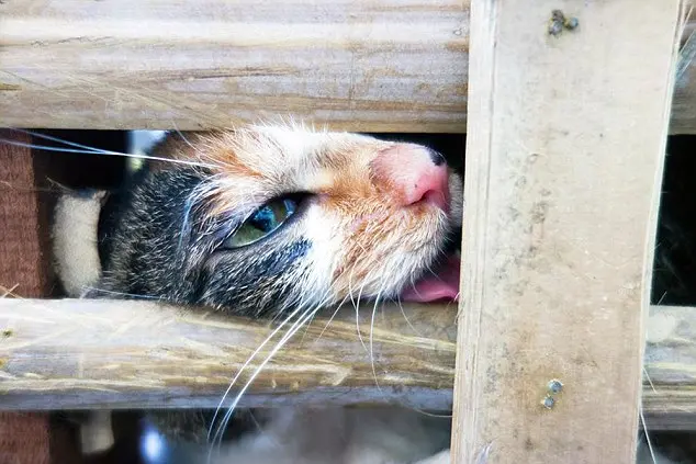 Ativistas de direitos animais resgataram cerca de 1000 gatos que eram transportados para matadouros, onde seriam mortos para consumo humano. Foto: Daily Mail 
