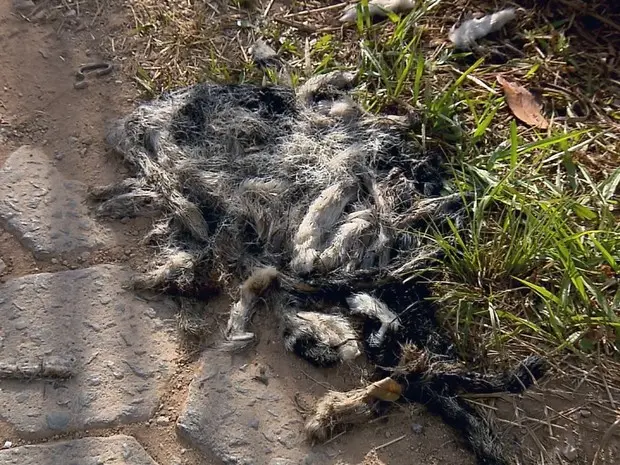 Ao todo, cerca de 500 rabos de gatos foram achados em São Lourenço (MG) (Foto: Reprodução EPTV)