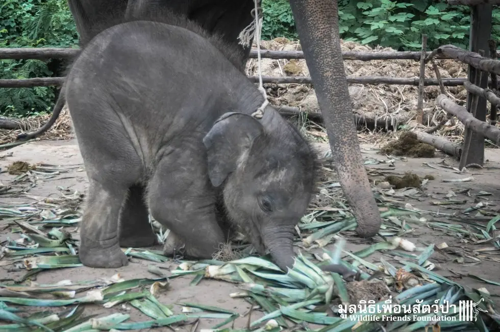 Foto: Facebook/Wildlife Friends Foundation Thailand 