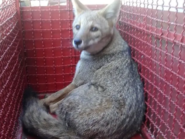 Animal foi encontrado ferido no acostamento da Raposo Tavares (Foto: Divulgação/ Bombeiros Itapetininga)