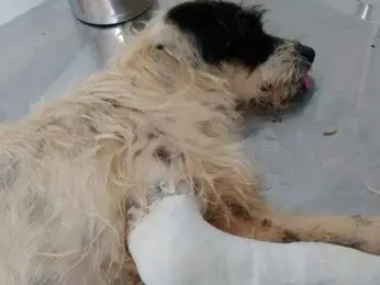 Cachorro resgatado com fraturas na pata do CCZ (Foto: Anderson Valle/Reprodução)