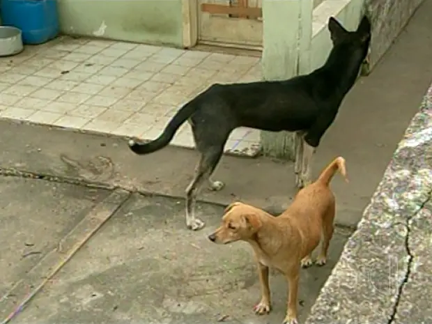 Os dois cachorros que sobreviveram são alimentados por vizinhos. Foto: Reprodução/ Inter TV