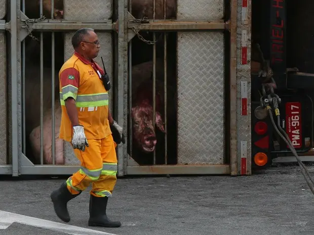Carreta que transportava porcos tombou no Rodoanel. Foto: Marcos Bezerra/Futura Press/Estadão Conteúdo