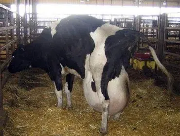 As vacas leiteiras são bombardeadas de hormônios para que produzam dez a vinte vezes a quantidade normal de leite necessária para alimentar um bezerro. Foto: Divulgação