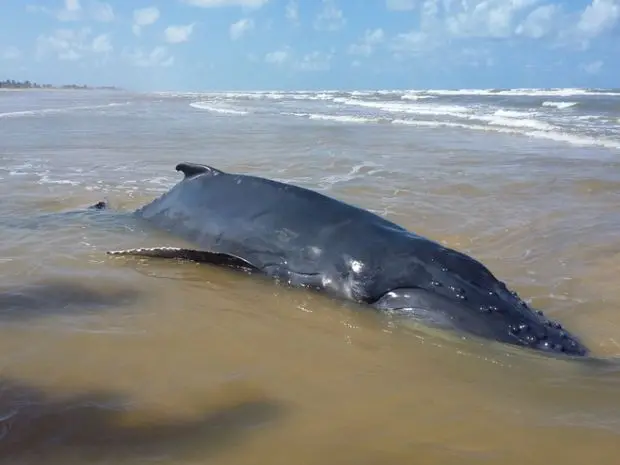 Filhote de baleia é encontrado em praia de Aracaju (Foto: José Carlos Santana VC/NATVSERGIPE)