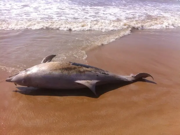 Moradora encontrou golfinho morto em praia (Foto: Rose Oliveira/Arquivo Pessoal)