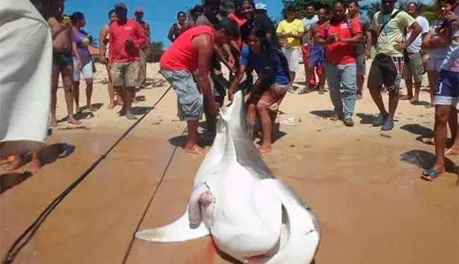 Pescadores mataram o animal e dividiram sua carne
