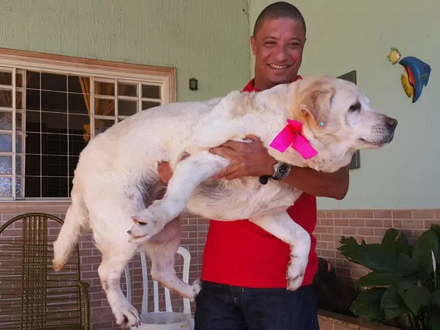 O empresário Marco Antônio dos Santos ergue a cadela Judi, que está obesa, no colo (Foto: Raquel Morais/G1)