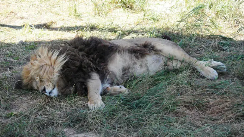 Leão dorme no parque sem fins lucrativos The Wild Animal Sanctuary, nos Estados Unidos