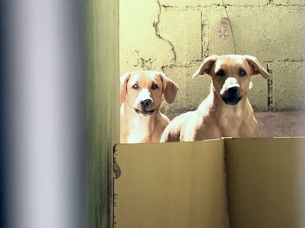 Envenenamento de animais preocupa moradores em Ouro Fino (Foto: Reprodução EPTV)