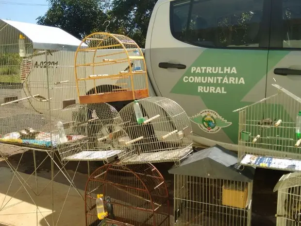 Pássaros foram soltos em reserva ambiental (Foto: Divulgação / Polícia Ambiental)