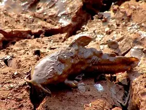 Peixes morre por falta de água e outros sobrevivem em poça de lama (Foto: Reprodução/TV Morena)