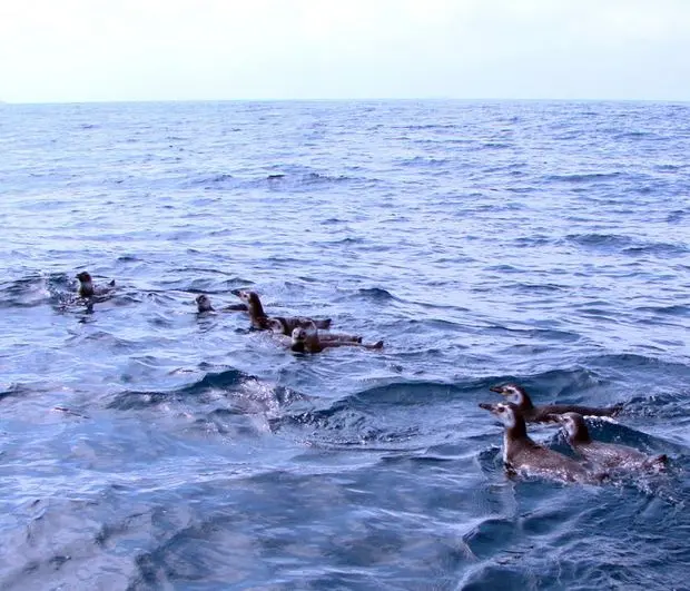 Reabilitados, pinguins foram devolvidos à natureza depois de tratamento em instalação na Praia Grande (Divulgaçõa / A Tribuna)