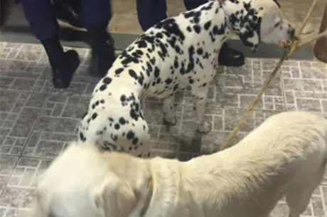  Cachorros reconheceram os tutores e foram devolvidos pela PM Divulgação / PMDF 