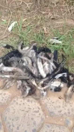 Rabo de gatos foram encontrados em lote em São Lourenço