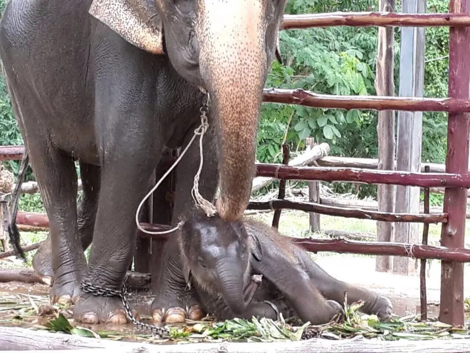 Foto: Facebook/ Wildlife Friends Foundation Thailand 