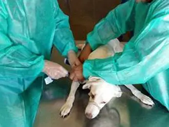 Funcionários amarram cachorro para fazer coleta de sangue (Foto: G1)