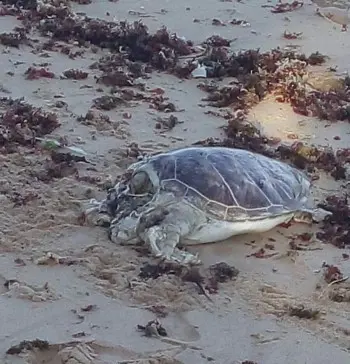 Tartaruga-verde foi encontrada morta na praia de Garça TortaBiota regi