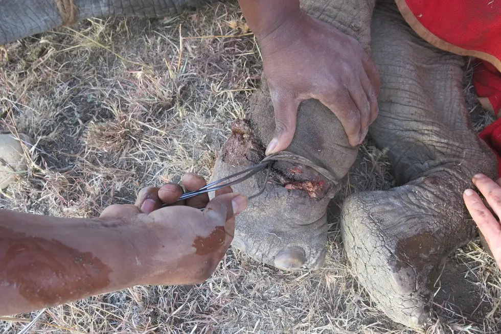 Veterinários da DSWT/KWS retiram armadilha da pata de filhote de elefante. Foto: David Shedrick Wildlife Trust