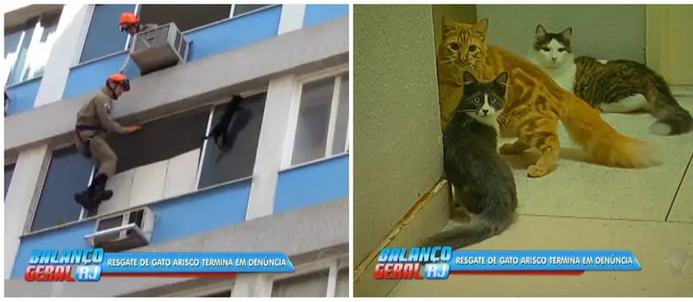  O gato tentou fugir de bombeiro durante o resgate; moradores denunciam animais abandonados em apartamento Reprodução/Rede Record 