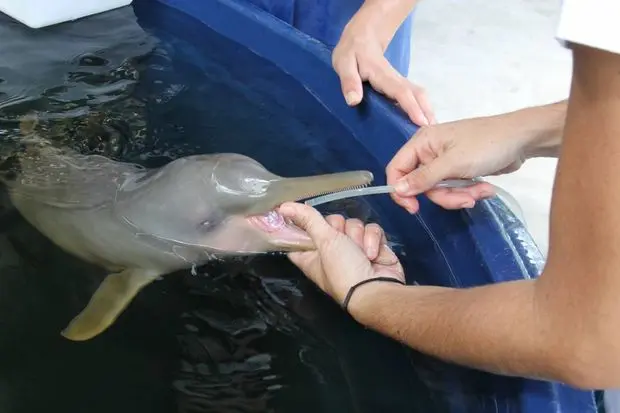Instituto do Guarujá realiza atendimento especial aos animais marinhos