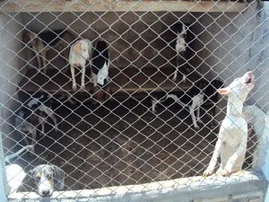 Cães mantidos sob condições precárias foram resgatados em Formiga (Foto: PM/Divulgação)