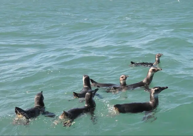 Grupo de oito pinguins foi solto nesta segunda-feira (31) na Praia do Moçambique, em Florianópolis (Foto: Fatma/Divulgação)