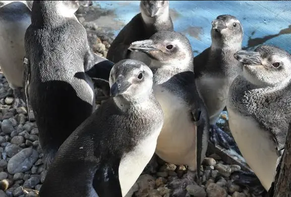 Pinguins passaram por reabilitação em Florianópolis (Foto: Fatma/Divulgação)