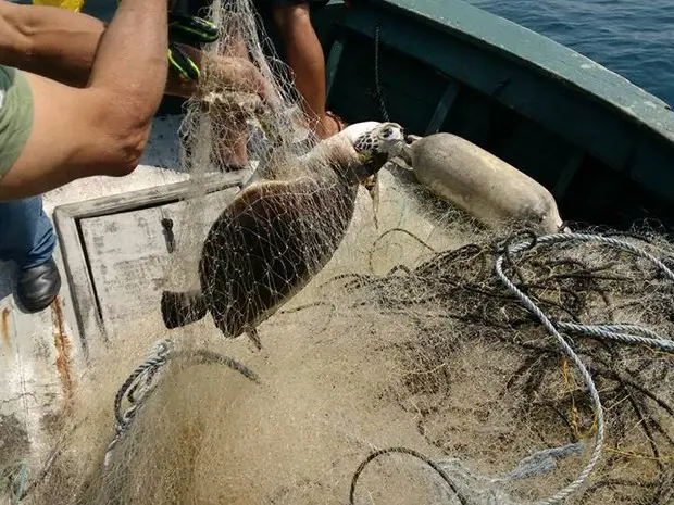 Animal já estava em estado de decomposição quando foi encontrado. (Foto: Divulgação/Guarda Marítima)
