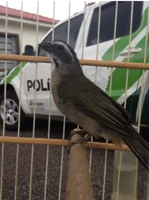 Aves estavam sendo mantidas em cativeiro em casas vizinhas (Foto: Polícia Ambiental/Divulgação)