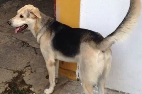 Cachorro chamado Godard desapareceu na estrada do Joá Foto : Rede Record