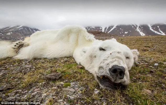 Corpo do urso foi encontrado a 240 km do seu habitat, o que leva a crer que ele peregrinou à procura de comida até se esgotarem as suas forças. Foto: Global Warning Images