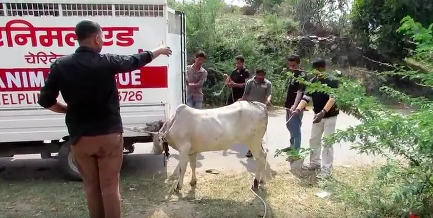 Foto: YouTube/Animal Aid Unlimited, India